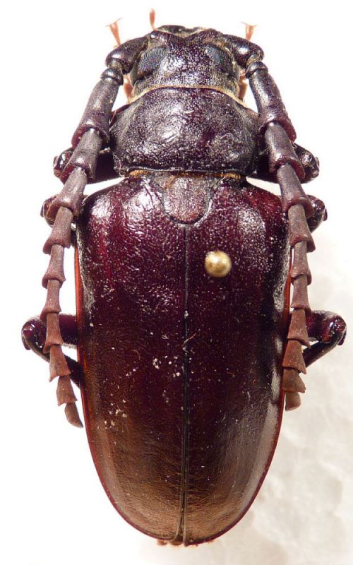 1. male P. lefebvrei.JPG