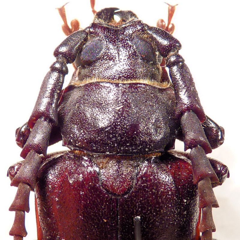 1.pronotum P. lefebvrei male.JPG