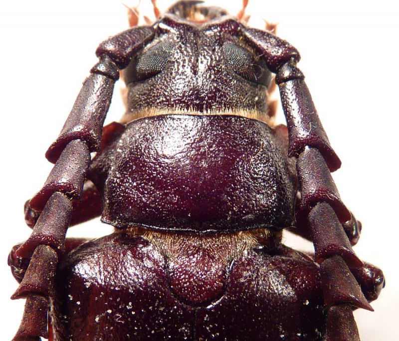 2. pronotum P. lefebvrei.JPG