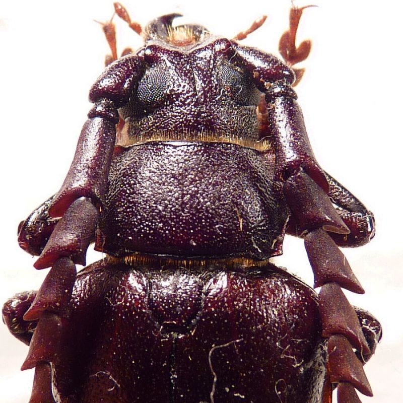 3. pronotum P. lefebvrei.JPG