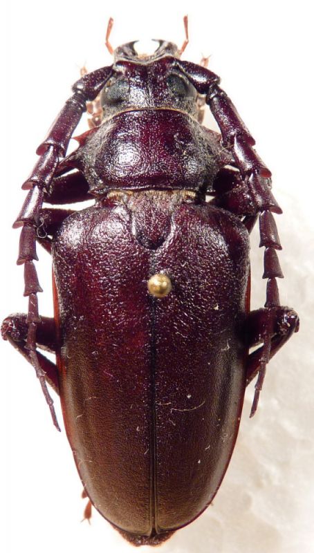 4. male P. besicanus.JPG