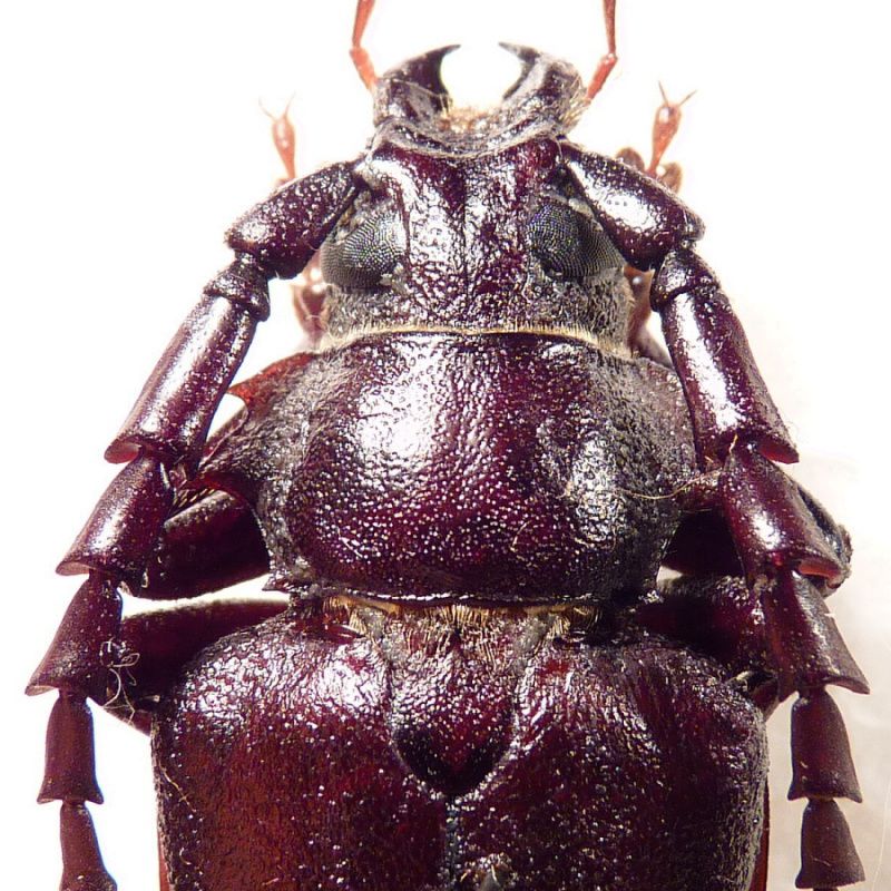 4. pronotum P. besicanus.JPG