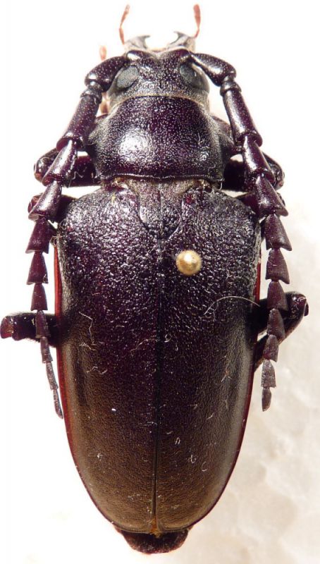 5. male P. besicanus.JPG