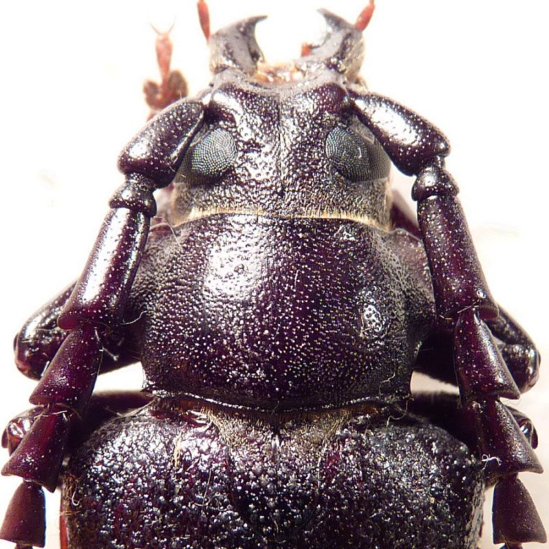 5. pronotum P. besicanus.JPG