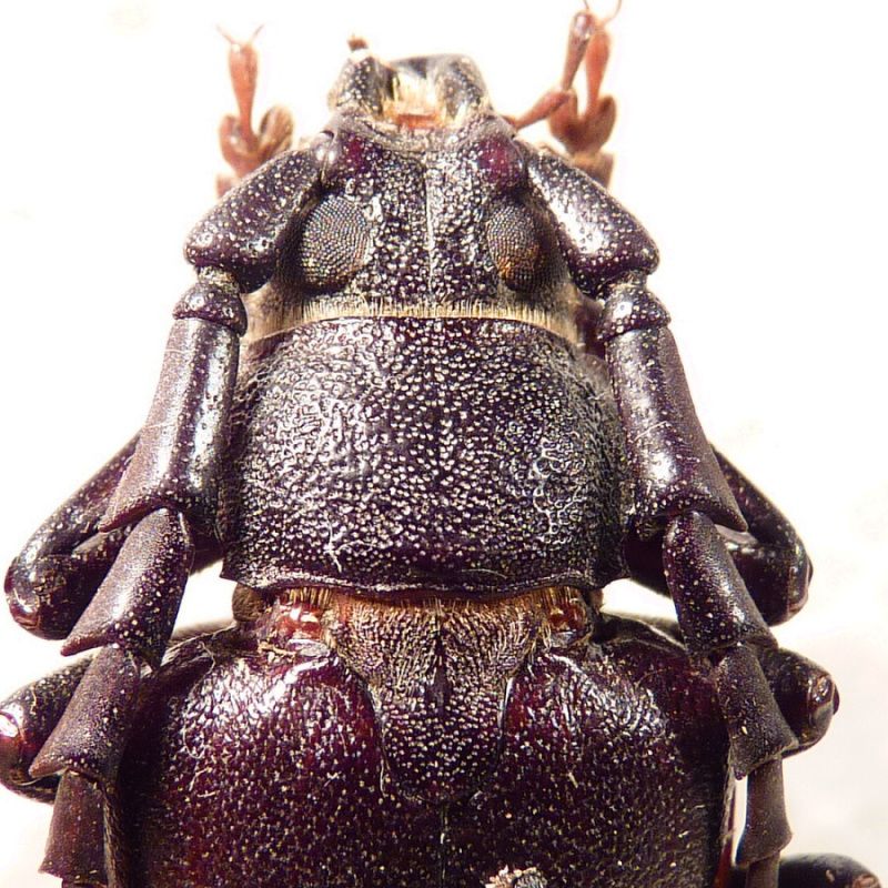 6. pronotum P. besicanus.JPG
