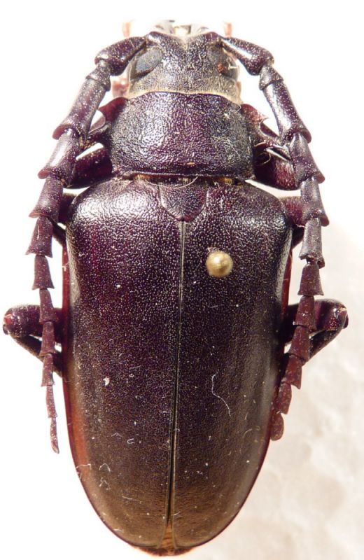 7. male P. besicanus.JPG