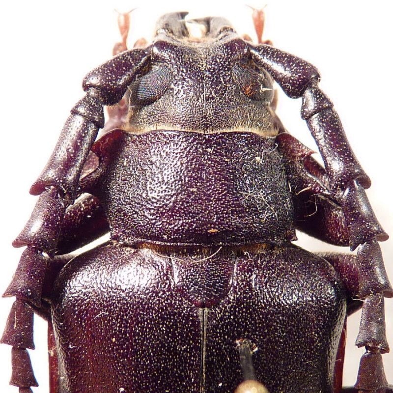 7. pronotum P. besicanus.JPG