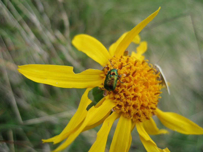 Z-0747 - 01 - Berbenno Bignami 2006 106.jpg
