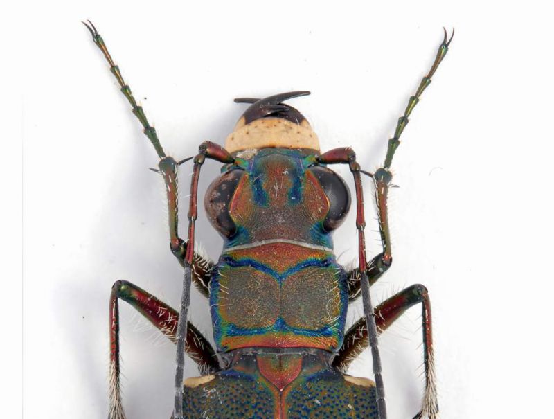 Cicindela hybrida ssp.female lg. 14 mm. particolare - Grecia - Konitsa - Oos River - 29-V-2010.JPG