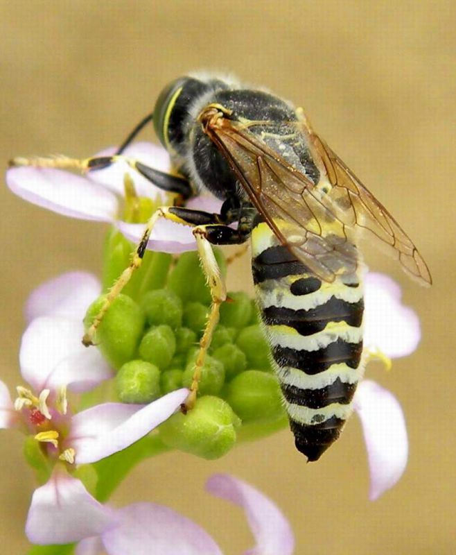 Alberoni 14 agosto 2010 024.jpg