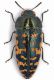 Acmaoedera sp.1 - lg. 10 mm. - USA New Mexico - Eddy County - NE Whites City - 02-X-2008.jpg