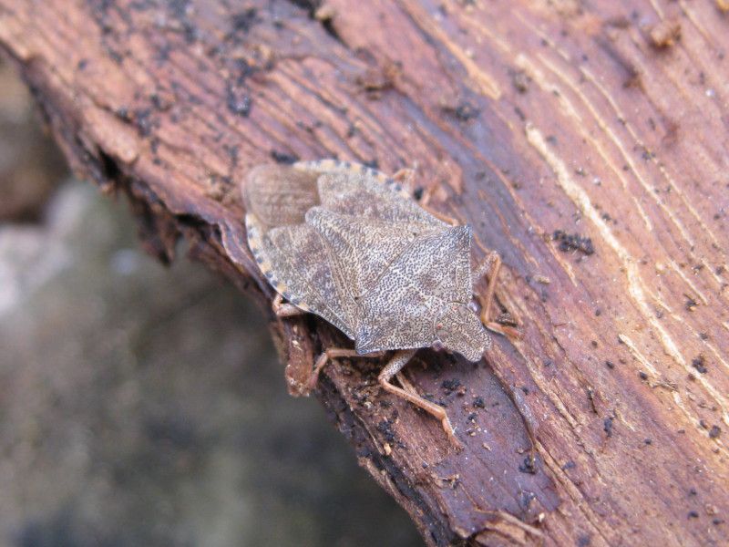 F044.35 - Sogno (basso) - 03 MAR 2011 041.jpg