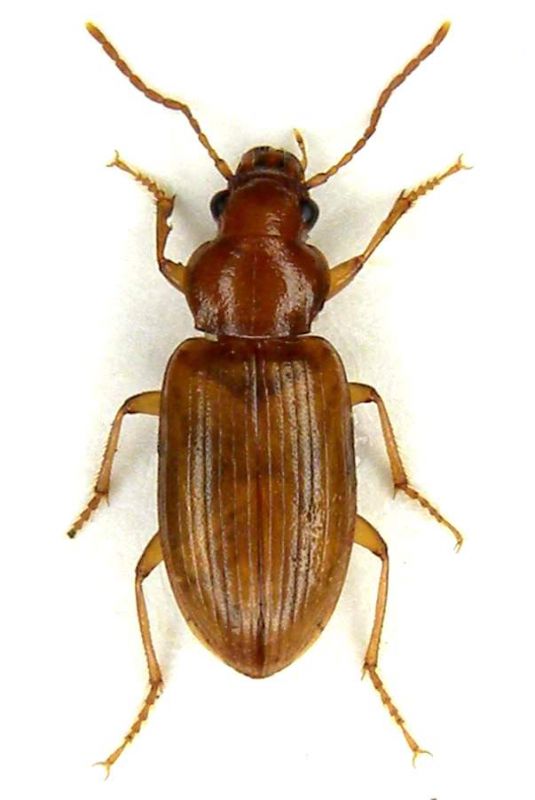 Bradycellus distinctus Lg.mm. 7.5 - Lido di Venezia - Loc. Alberoni - 10-II-2011.jpg
