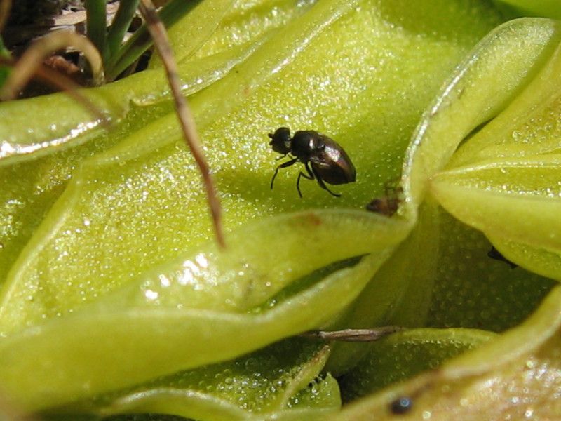 EA00.10 - Al Rifugio Bignami 16, 17, 18 LUG - 2007 233.jpg