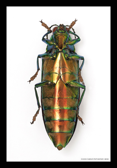 Chrisochroa Saundersii 2.jpg