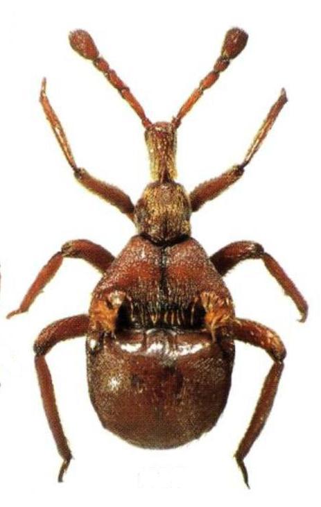 Claviger longicornis P.W. Müller, 1818.jpg