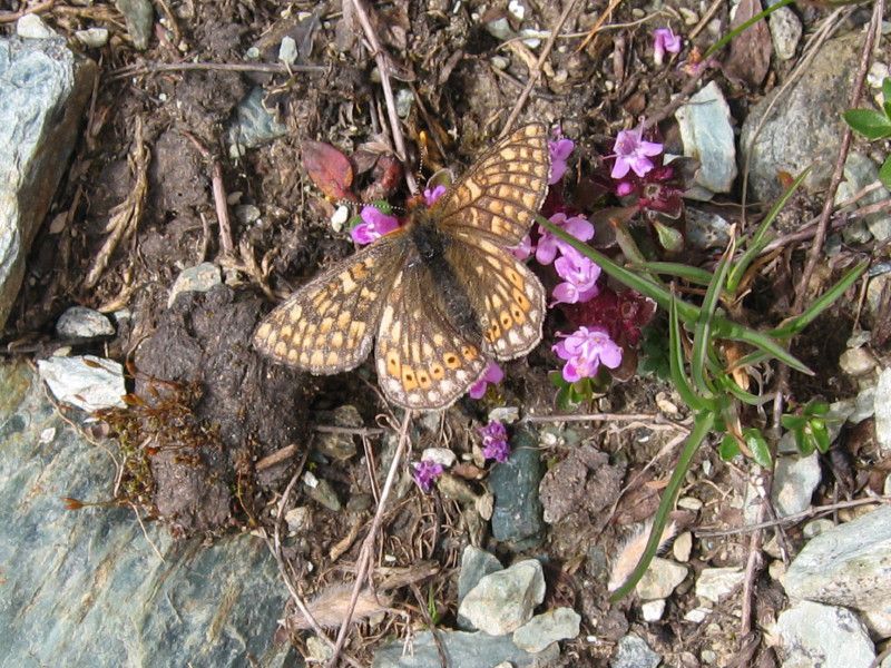 U-2805 - EA00.10 - Al Rifugio Bignami 16, 17, 18 LUG - 2007 213.jpg