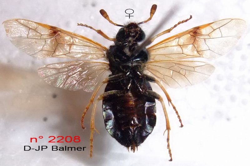 n° 2208 Ventre - forum.jpg