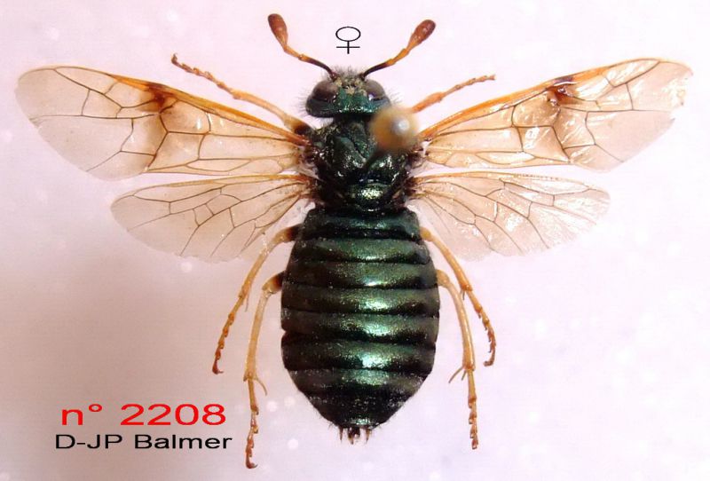 n° 2208 Dos - forum.jpg