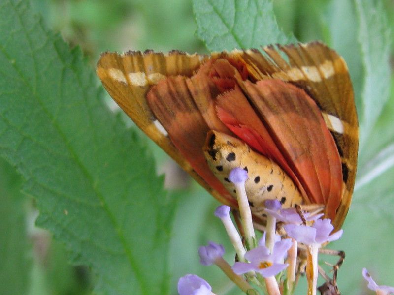 alluvione - 22 AGO 2008 097.jpg