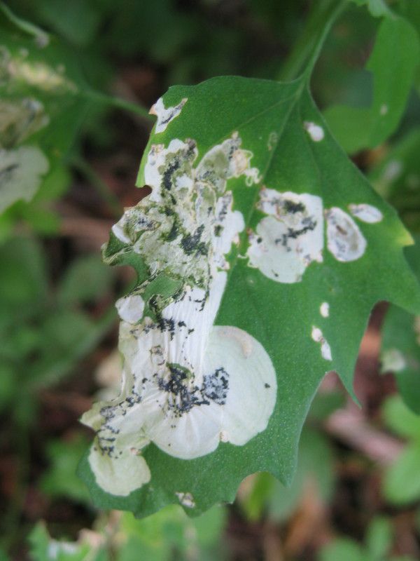 1U-0318L1 - F037.80 - Madonnina scorpione - 21 LUG 2009 282.jpg