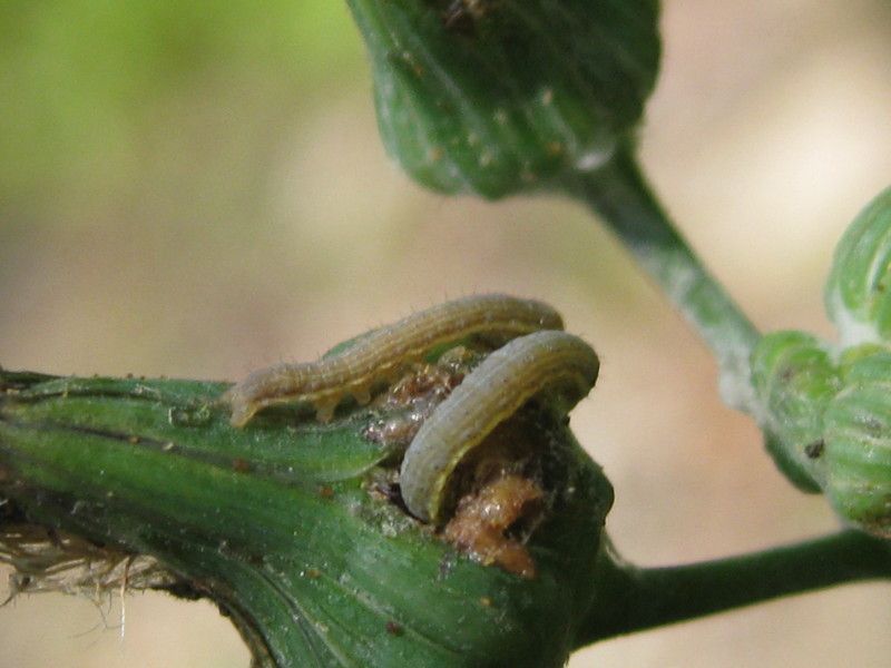 gU-2269L1 - F040.20 - Madonnina - 15 LUG 2010 249.jpg