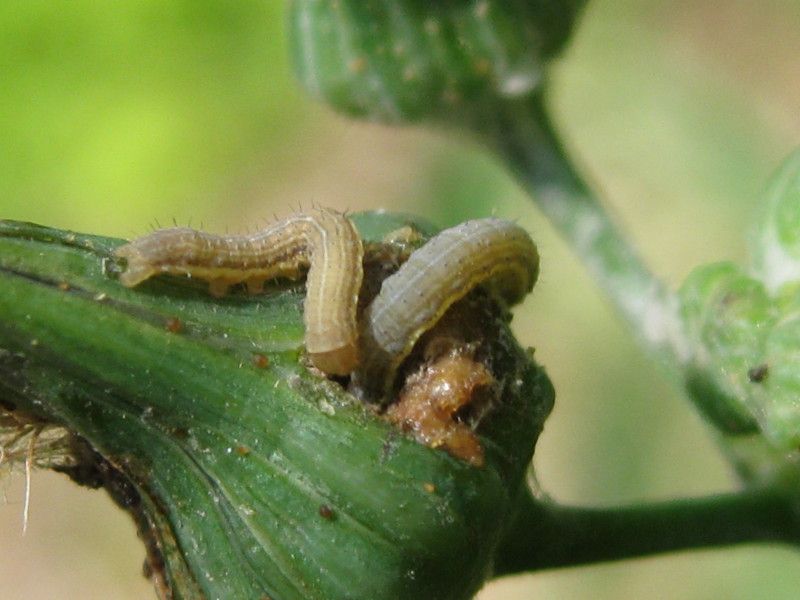 gU-2269L1 - F040.20 - Madonnina - 15 LUG 2010 255.jpg