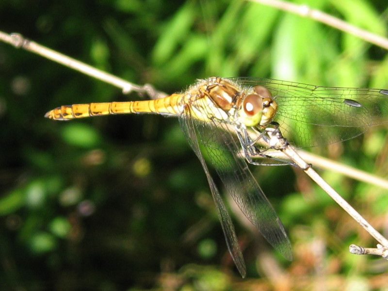 F-1103 - F032.40 - Crap - Farfalle e ragni - 24 AGO 2008 045.jpg