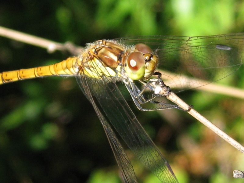 F-1103 - F032.40 - Crap - Farfalle e ragni - 24 AGO 2008 046.jpg