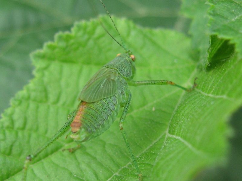 2 - H-1104L2 - F026.01 - a Berbenno 28 - 29 AGO - 2007 147.jpg