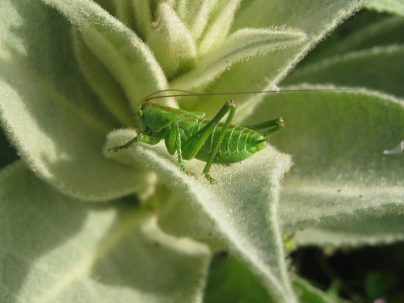 4 - H-0060 - F035.95 - Giro Madonnina - 23 MAG 2009 398.jpg