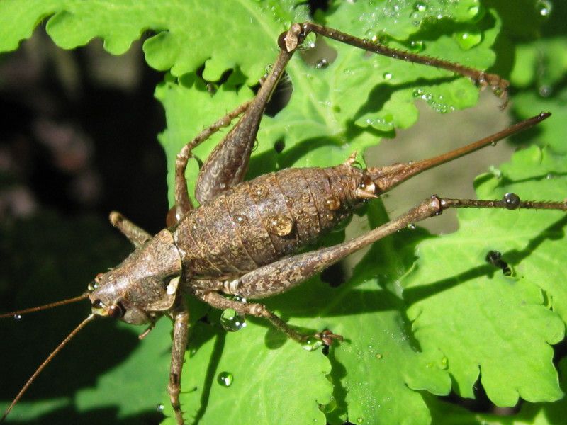 4 - H-0061 - F041.61 - Madonnina - 19 SET 2010 156.jpg