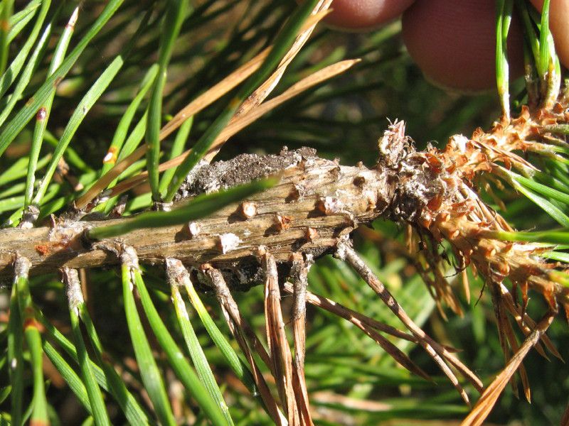 1 - Q-0205L5 - F042.15 - Liscione - 22 SET 2010 025.jpg