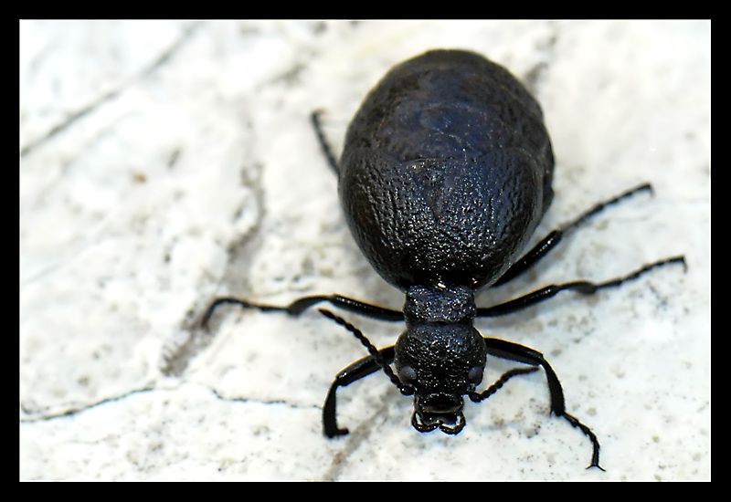 Meloe proscarabaeus.jpg