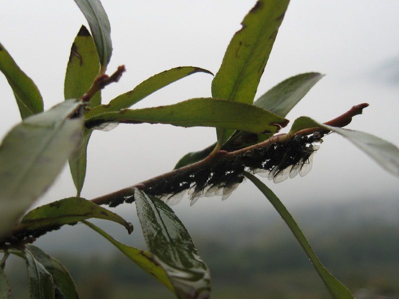 2 - Q-0201 - F028.01 - Ritorno a Berbenno - Dal 24 al 28 OTT 2007 014.jpg