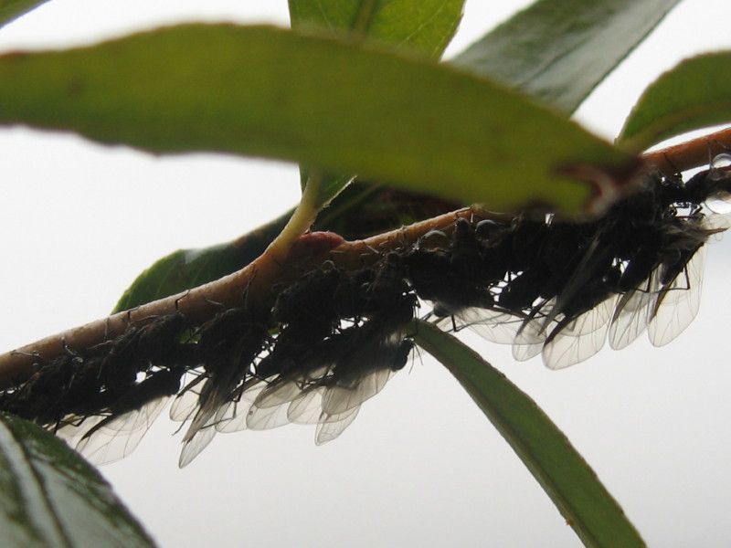 2 - Q-0201 - F028.01 - Ritorno a Berbenno - Dal 24 al 28 OTT 2007 016.jpg