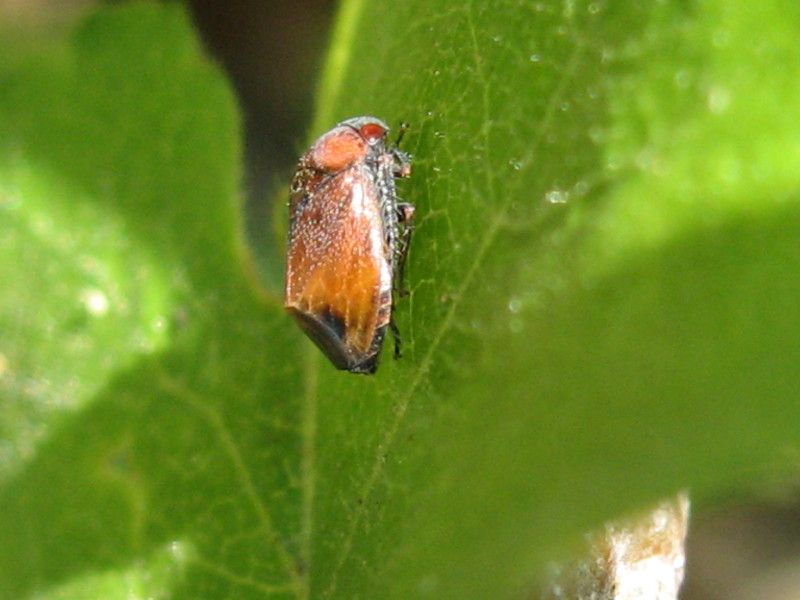 4 - Q-0190 - F030.30 - Liscione la seconda volta - 28 APR 2008 040.jpg