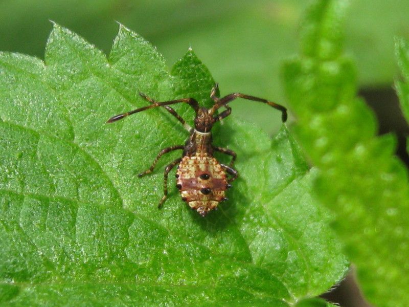 5 - Q-0100L2 - F041.60 - Madonnina - 16 AGO 2010 398.jpg