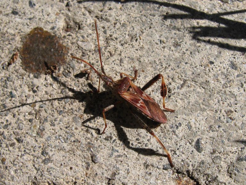 5 - Q-0130 - F042.85 - Liscione 1 - 07 OTT 2010 045.jpg