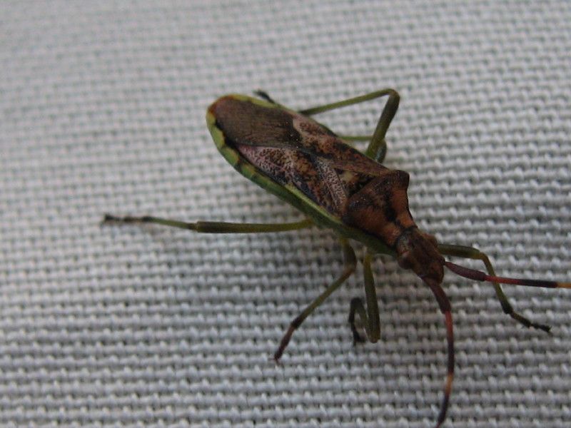 5 - Q-1048 - 011 - Foto - Crap, Bardai e Bes 27 NOV 2006 110.jpg