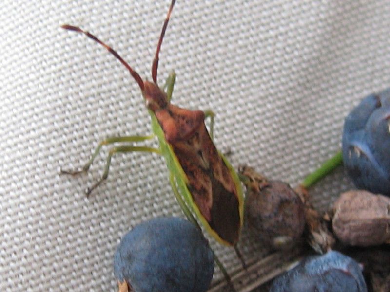 5 - Q-1048 - 011 - Foto - Crap, Bardai e Bes 27 NOV 2006 111.jpg