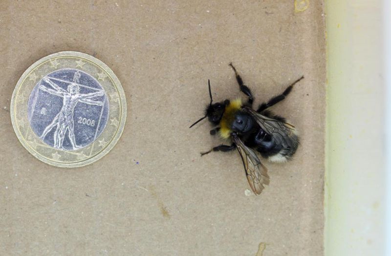 Laying Bombus (Psithyrus) cf. sylvestris - 02 - 12-V-2011 Forum.jpg