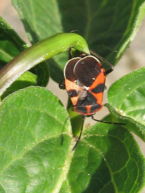 7 - Q-1052 - F030.30 - Liscione la seconda volta - 28 APR 2008 052.jpg