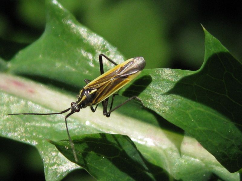 8 - Q-1050 - F035.85 - Giro Madonnina con insetti... - 22 MAG 2009 315.jpg