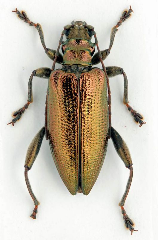 Donacia reticulata 10 mm.-Italy-Veneto (TV) - Palu di Moriago -120 mt.-08-V-2011-Leg.Franco Sandel.jpg
