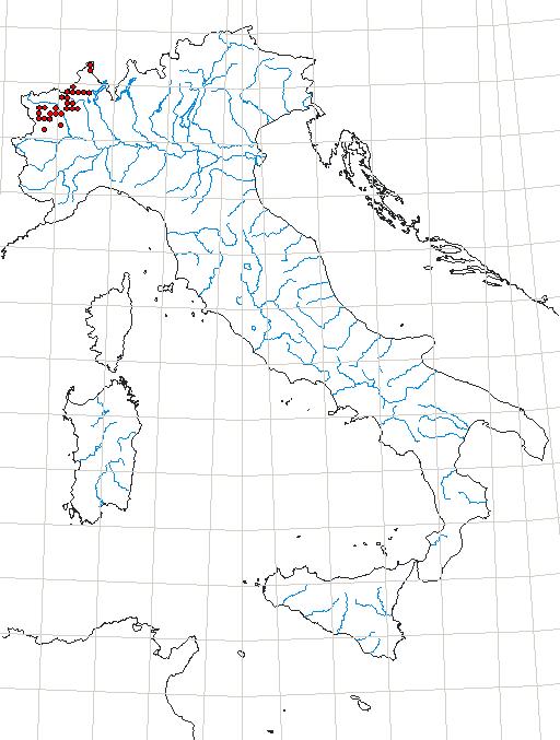 Pterostichus (Oreophilus) flavofemoratus (Dejean, 1828).JPG