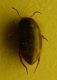 Graptodytes1.JPG