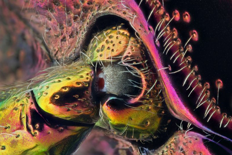 Snodo di zampa di buprestide.jpg