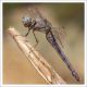 Orthetrum nitidinerve 3.jpg