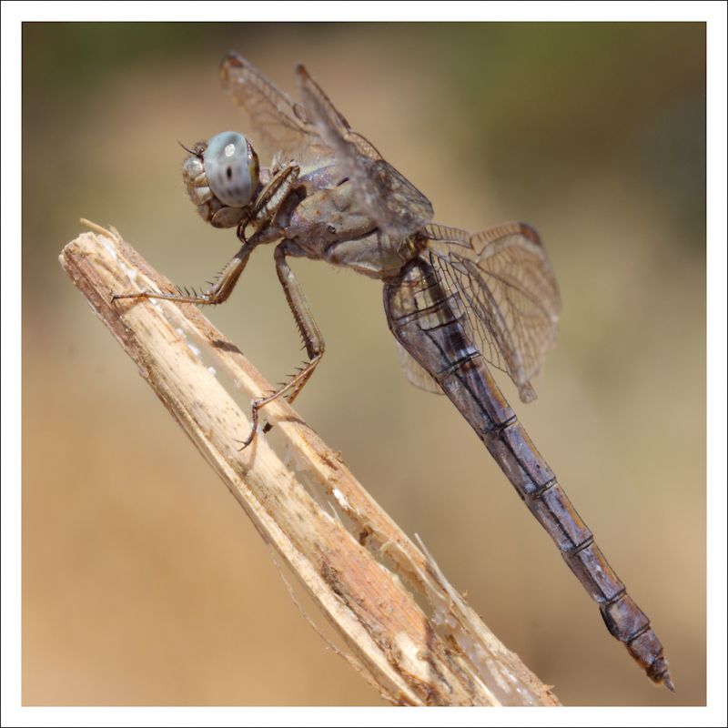 Orthetrum nitidinerve 3.jpg